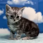 ミヌエット(長足)【埼玉県・男の子・2024年2月2日・シルバータビー】の写真1