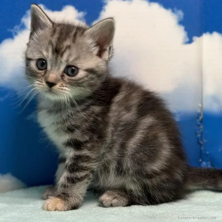 ID：2212-01933の子猫