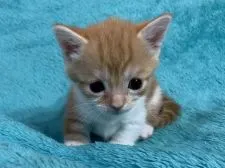 ミヌエット【埼玉県・女の子・2019年8月4日・レッドタビー&ホワイト】の写真3「9月1日撮影」