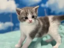 マンチカン(長足)【埼玉県・男の子・2021年10月2日・ブルータビー&ホワイト】の写真4「10月30日撮影」