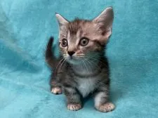 マンチカン(短足)【埼玉県・男の子・2019年10月8日・シルバークラッシックタビー(短足)】の写真4「11月25日撮影」