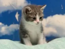 マンチカン(長足)【埼玉県・男の子・2021年6月30日・ブルータビー&ホワイト】の写真5「8月1日撮影」