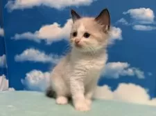 ラグドール【埼玉県・男の子・2025年3月11日・シールポイントバイカラー】の写真10