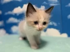 ラグドール【埼玉県・男の子・2025年3月11日・シールポイントバイカラー】の写真11