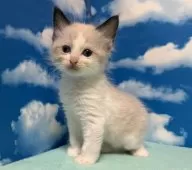 ラグドール【埼玉県・男の子・2025年3月11日・シールポイントバイカラー】の写真13