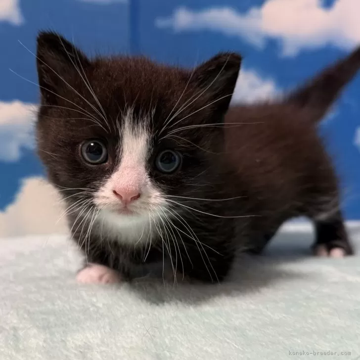 ID：2505-02249の子猫