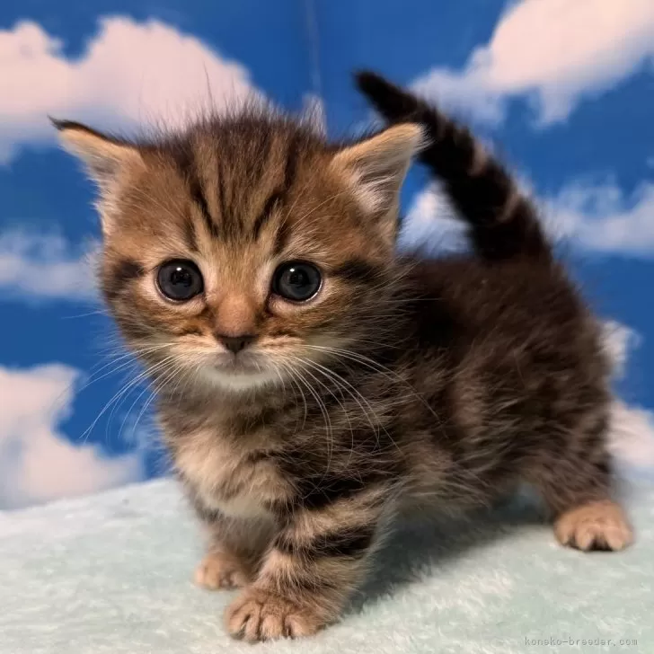 ID:2508-02273の子猫