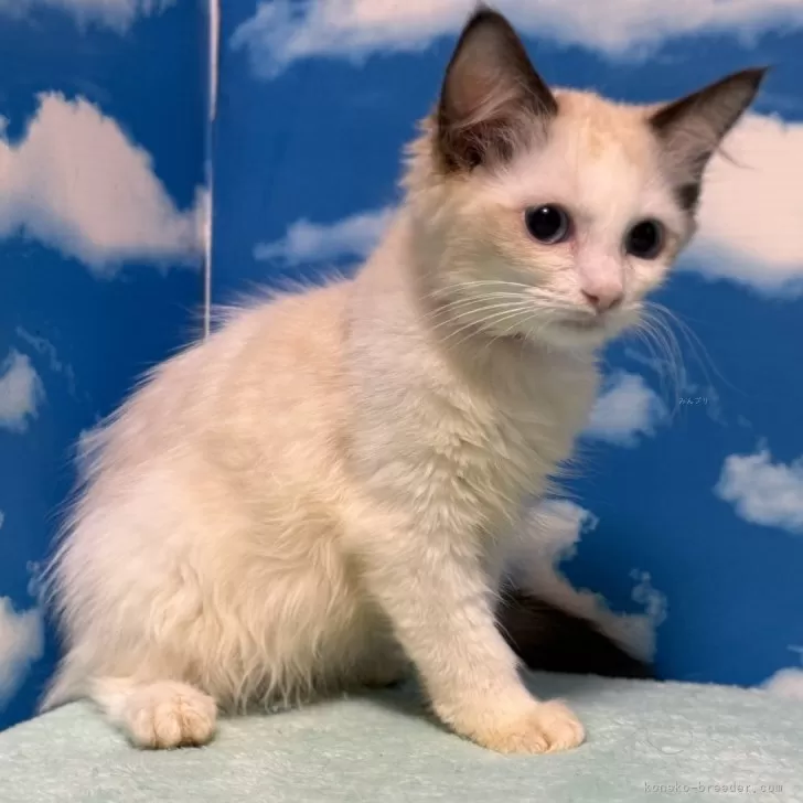 ラグドール【埼玉県・女の子・2025年8月28日・シールポイントバイカラー】の写真1