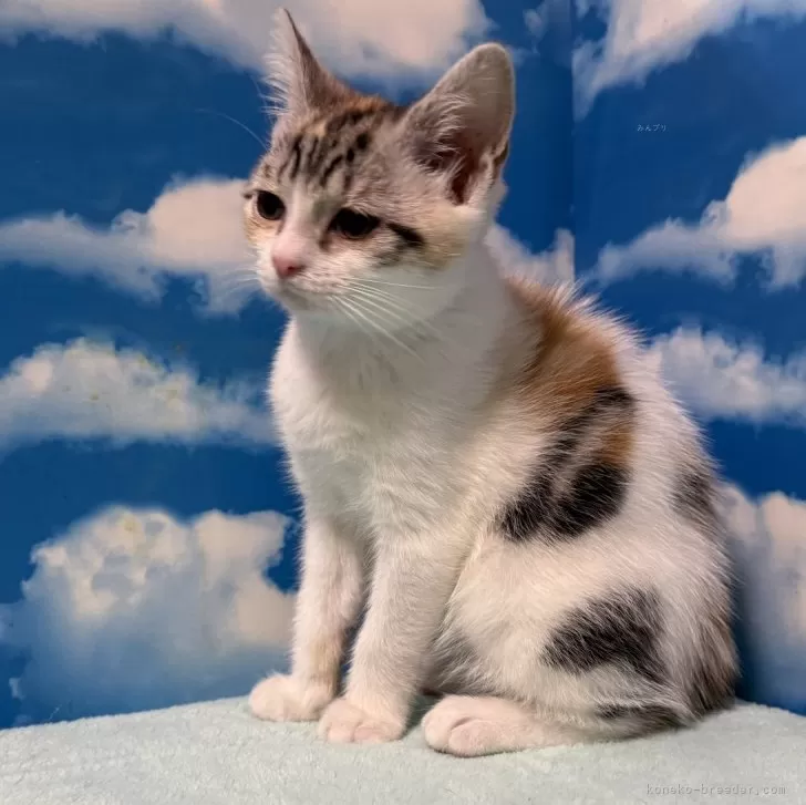 ID：2412-00687の子猫