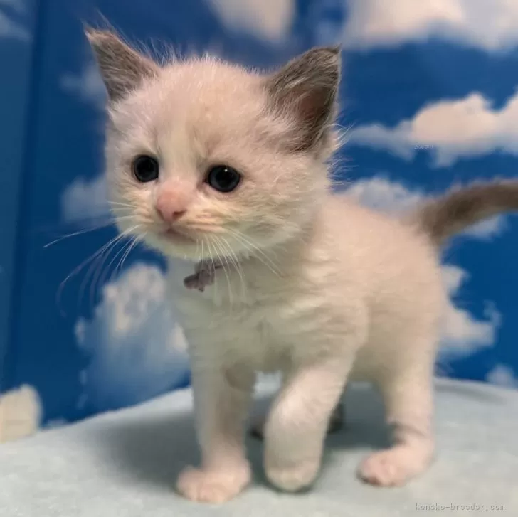 ID：2412-01919の子猫