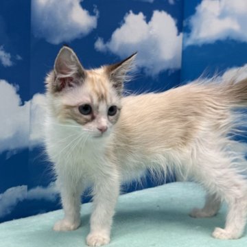 ラグドール【埼玉県・女の子・2025年10月2日・シールリンクスポイントバイカラー】の写真「期間限定＊お正月初売りセール1月12日まで」