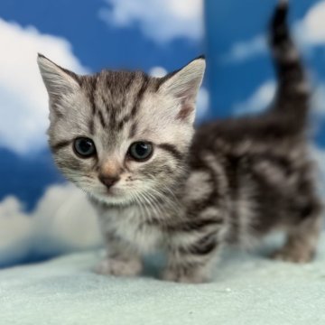 マンチカン(短足)【埼玉県・男の子・2025年11月30日・シルバータビー】の写真「まん丸お顔の甘え坊のイケメンボーイ」