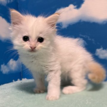 ミヌエット(長足)【埼玉県・男の子・2025年10月1日・クリームポイント】の写真「希少色の甘えん坊の元気なプリンス」