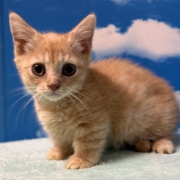 マンチカン(短足)【埼玉県・男の子・2025年8月4日・レッドタビー】の写真「まん丸お顔のハイブリッドプリンス」