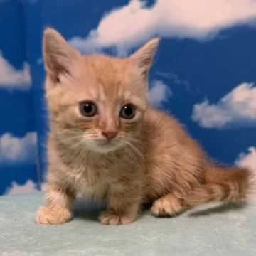 フランシュリッペ　ねこちゃん可愛いウインドブレーカー　ブラウン 愛知県のスコティッシュフォールド ブラウンタビー＆ホワイト