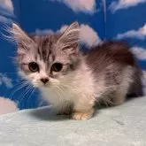 マンチカン(短足)