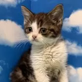 スコティッシュストレート