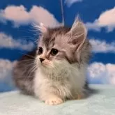 マンチカン(短足)