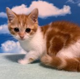 マンチカン(長足)