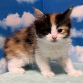 ミヌエット(長足)