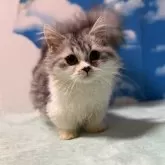 マンチカン(短足)