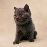 ブリティッシュショートヘア