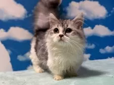 マンチカン(短足)【埼玉県・男の子・2025年5月14日・シルバータビー&ホワイト】の写真2