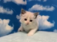 ラグドール【埼玉県・男の子・2024年11月17日・ブルーポイントバイカラー】の写真3