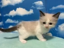 ラグドール【埼玉県・男の子・2025年3月11日・シールポイントバイカラー】の写真3