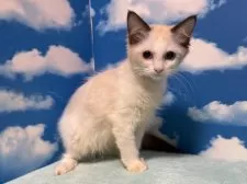 ラグドール【埼玉県・女の子・2025年8月28日・シールポイントバイカラー】の写真4