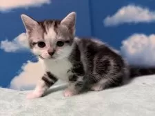 マンチカン(長足)【埼玉県・男の子・2025年1月1日・シルバータビー&ホワイト】の写真5