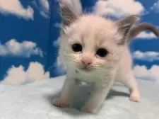 ラグドール【埼玉県・男の子・2024年11月17日・ブルーポイントバイカラー】の写真5