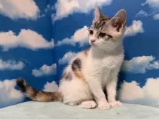 マンチカン(長足)【埼玉県・女の子・2024年11月2日・キャリコ(シルバーパッチドタビーホワイト)】の写真6