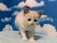 ラグドール【埼玉県・男の子・2024年11月17日・ブルーポイントバイカラー】の写真6