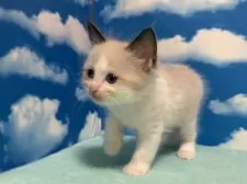 ラグドール【埼玉県・男の子・2025年3月11日・シールポイントバイカラー】の写真7