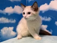 ラグドール【埼玉県・女の子・2025年8月28日・シールポイントバイカラー】の写真7