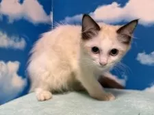 ラグドール【埼玉県・女の子・2025年8月28日・シールポイントバイカラー】の写真8