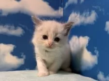 ラグドール【埼玉県・男の子・2024年11月17日・ブルーポイントバイカラー】の写真8