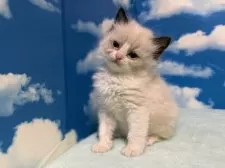 ラグドール【埼玉県・女の子・2024年11月17日・シールポイントバイカラー】の写真9