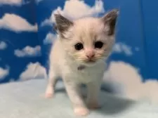 ラグドール【埼玉県・男の子・2024年11月17日・ブルーポイントバイカラー】の写真9