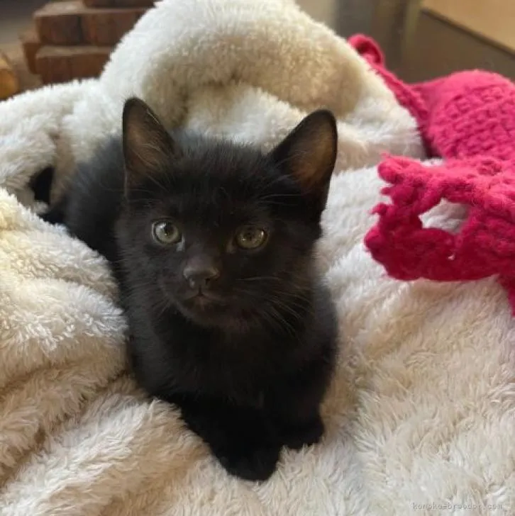 ID：2212-02462の子猫