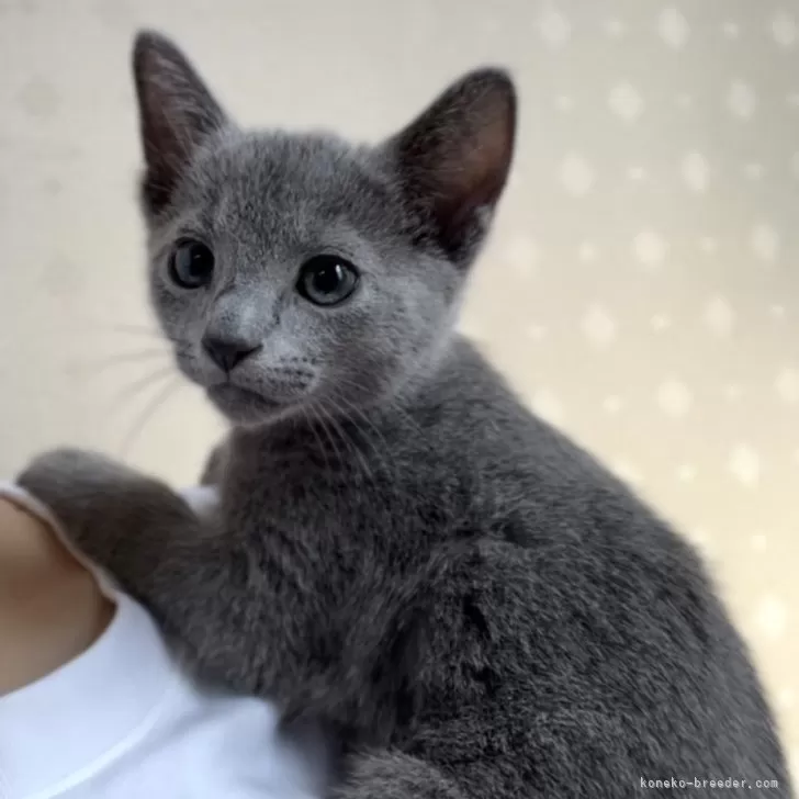 ID：2403-02957の子猫