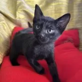 ボンベイ【東京都・男の子・2024年10月10日・ブラック】の写真1「ママと鬼ごっこ！最高に楽しい時間😻」