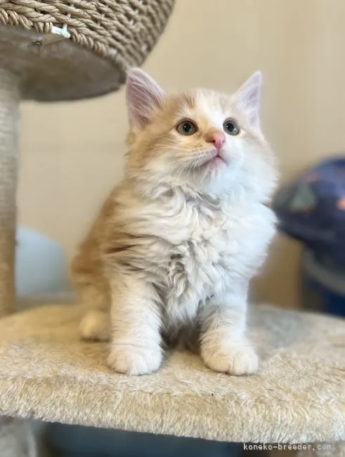 ID:2205-02533の子猫