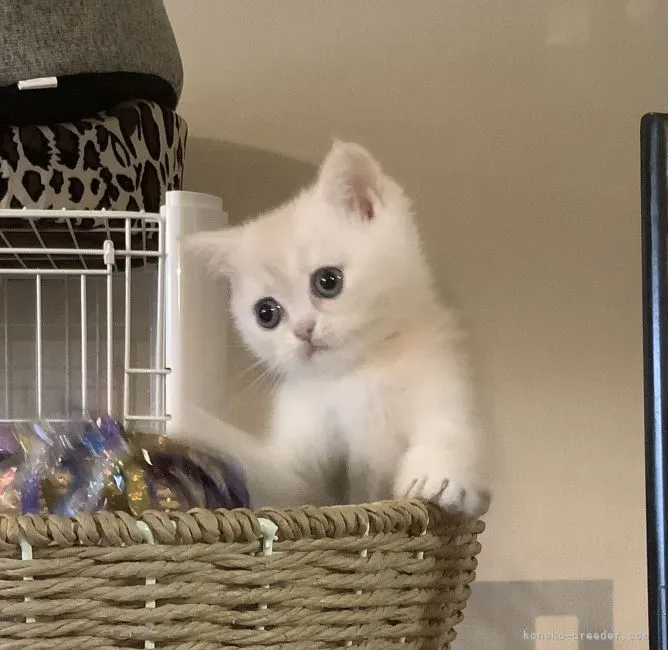 ID:2106-01436の子猫
