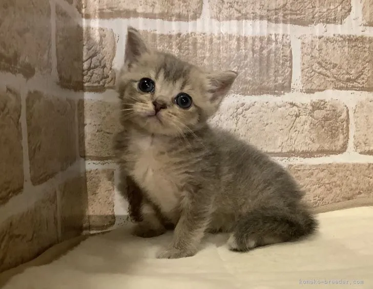ID：2108-01153の子猫