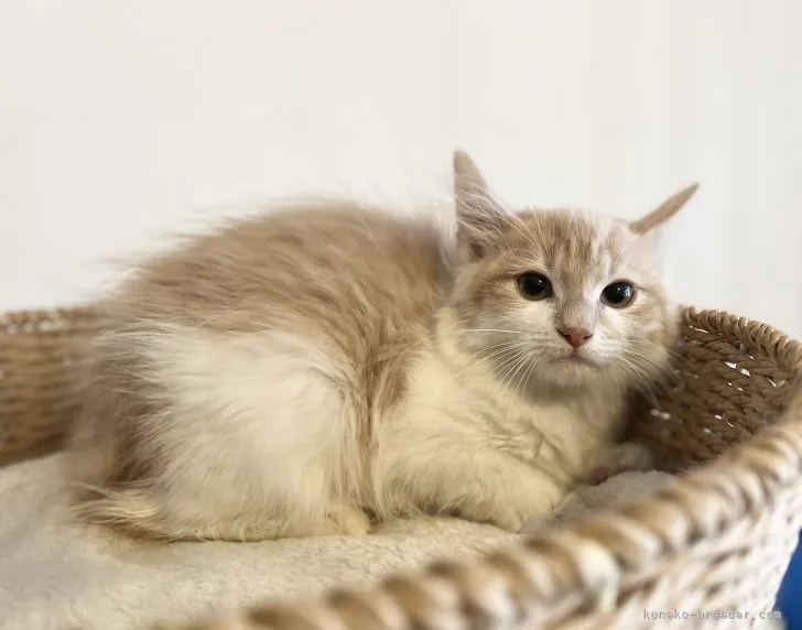 ID:2110-01520の子猫