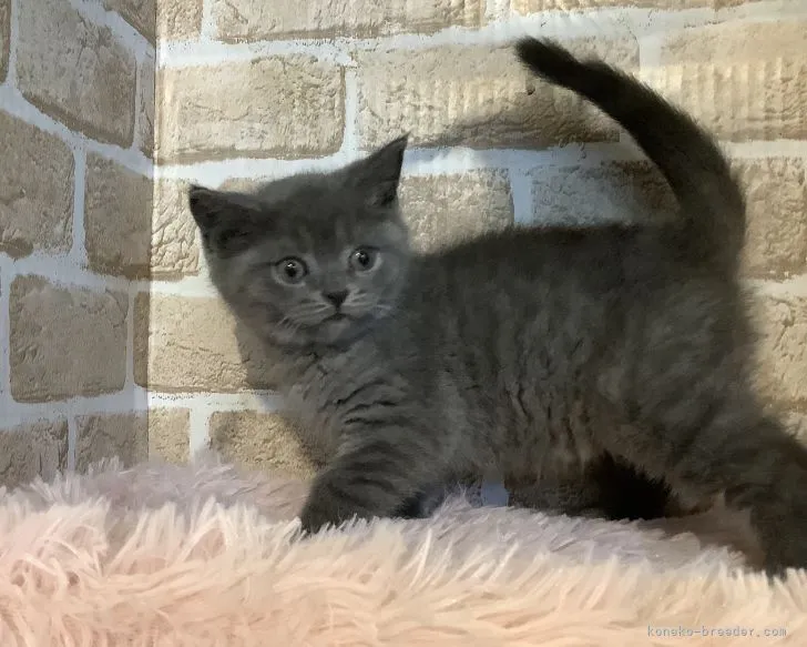 ID：2105-01688の子猫