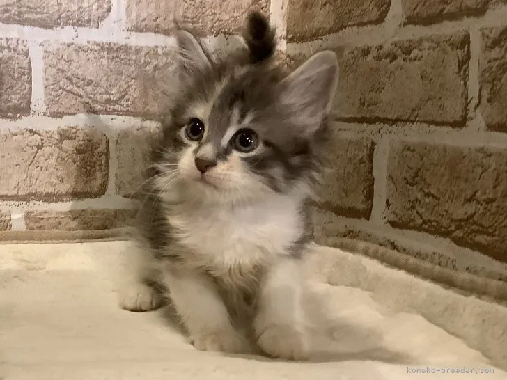 ID:2107-01675の子猫