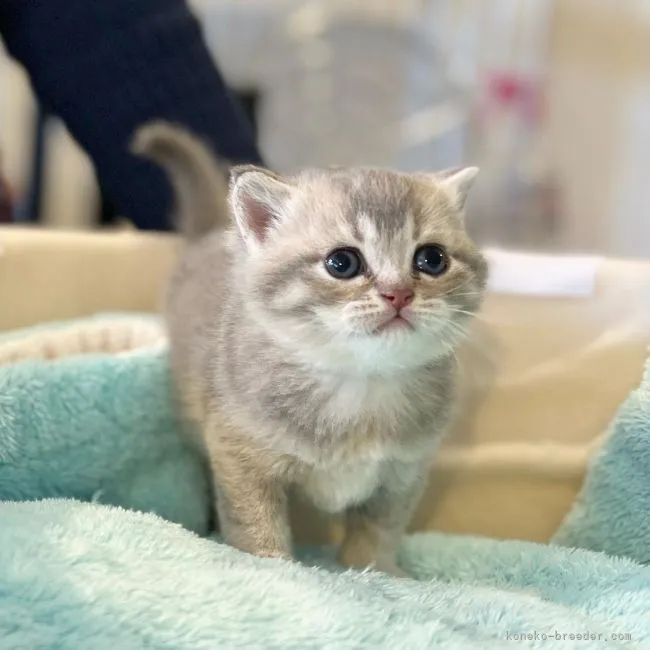 ID:2112-00156の子猫